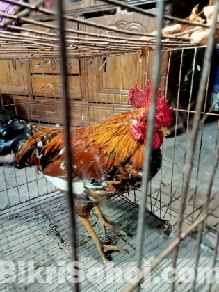 দেশি মোরগ